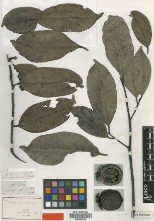 Diospyros quaesita Thwaites [type]