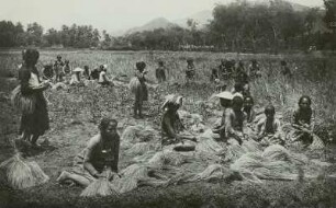 Java (Indonesien). Malayenfrauen bei der Reisernte