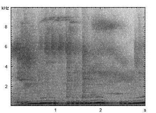 Oliventaube | Columba arquatrix - Ruf