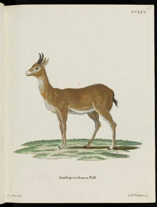 CCLXV. Antilope redunca Pall.