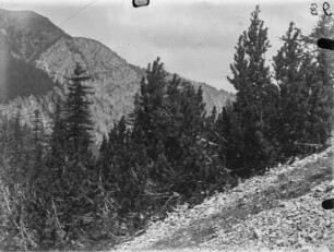 Bäume am Hang : Durch Wind verbogene Nadelbäume am Hang der Hochleitenspitze (2877 m s.l.m).