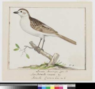 Nachtigall (Luscinia megarhynchos)