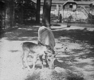 Rentier mit Kalb (Rangifer tarandus L.) : Breslau (Wroclaw/Polen). Zoologischer Garten. Rentier mit Kalb (Rangifer tarandus L.)