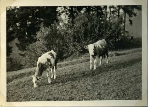 Album: Allerlei