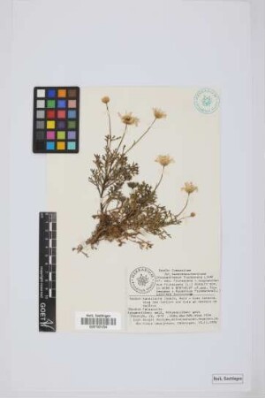 Argyranthemum frutescens parviflorum (Pit. & Proust) Humphries
