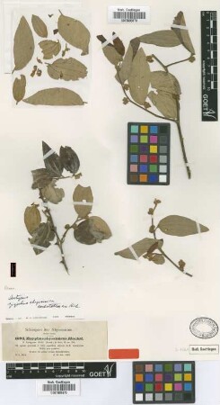 Ziziphus abyssinica Hochst. ex A.Rich. [isotype]