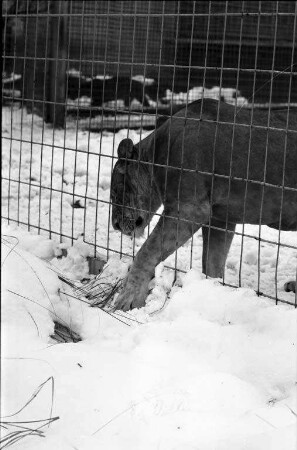 Karlsruher Zootiere im Umgang mit dem Schnee