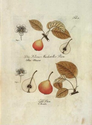 Tab. 71. Fig. 1. Die Kleine Muskateller Birn [...] Fig. 2. Gold Birn [...]
