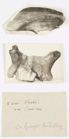 Cervidae