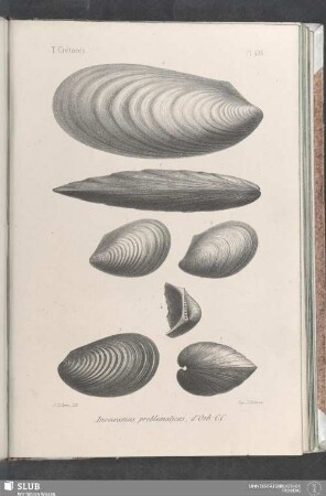 Pl. 406
