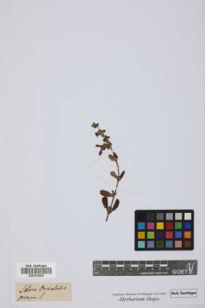 Salvia
