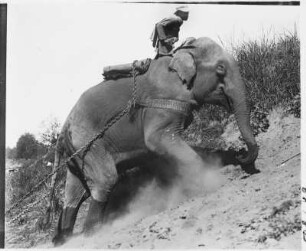 Arbeitselefant : Thailand. Elefant mit seinem Mahut bei der Arbeit, 1908/1913