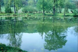 Teich und Uferbereich