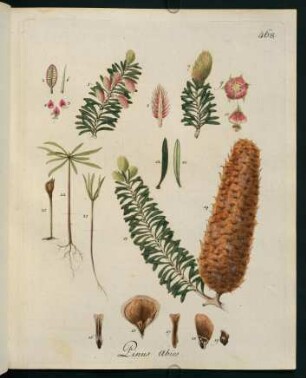 Pinus abies