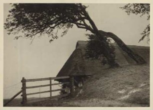 Darß bei Ahrenshoop. Altes reetgedecktes Haus. Davor ein, vom Wind, gebeugter Baum