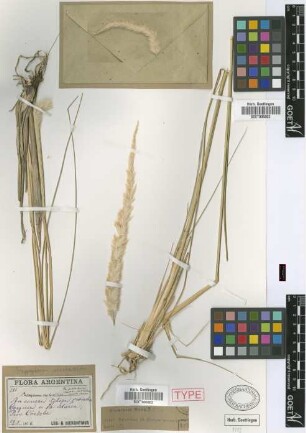 Pappophorum saccharoides Griseb. [syntype]