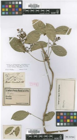 Heteropterys leschenaultiana Adr. Juss. f. ovata Nied.[syntype]