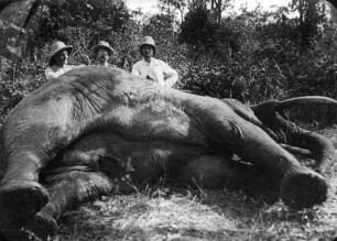 [erlegter Elefant]