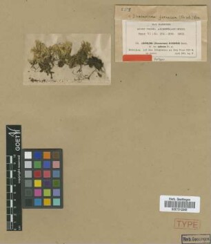 Leucoloma javanicum Broth. ex M.Fleisch. var. M.Fleisch. epilosum[syntype]