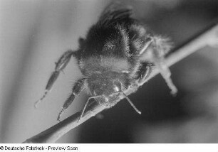 Eine Hummel auf einem Zweig