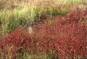 Wiesen-Sauerampfer (Rumex acetosa). Königsbrück, ehemaliger Truppenübungsplatz der Gruppe der Sowjetischen Streitkräfte in Deutschland (GSSD), Umgebung Rohnaer Hölzel