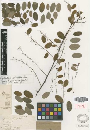Phyllanthus jamaicensis Griseb. [type]