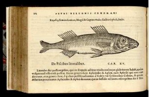 De Piscibus litoralibus Cap. XV.