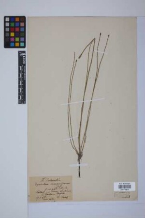 Equisetum giganteum L.