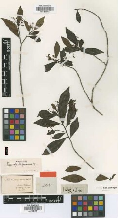 Badula philippinensis A.DC. [isotype]