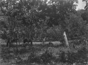 Pflanzung : Pflanzung bei San Pablo Villa de Mitla.