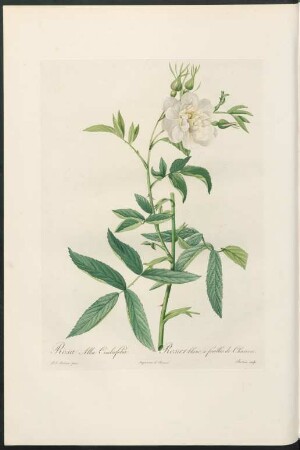 Rosa Alba Cimbœfolia. Rosier blanc à feuilles de Chanvre. Bessin sculp.