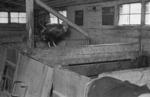 Reportage vom Volksgut Struppen : Hahn in einem Stall