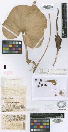 Anthurium gymnopus Griseb. [holotype]