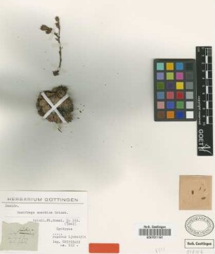 Saxifraga scardica Griseb. [syntype]