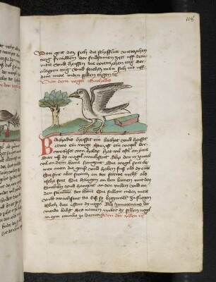 Vogel: Bachadis; (Teil III B: Von den Vögeln)