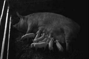 Tiraspol [Moldawien]: Schwein mit Ferkeln