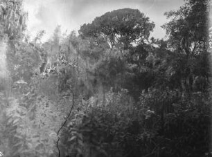 Vegetation der Virunga-Vulkane : Die Vegetationslandschaft im Gebiet der Virunga-Vulkane