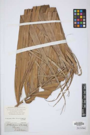 Dictyosperma album (Bory) Scheff.