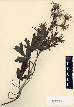 Umbelliferae Eryngium creticum Lamarck, Jean-Baptiste Pierre Antoine de Monet de (1744 - 1829) [Jerusalem, Yerushalayim, El Quds, Al-Quds, Al Quds, El Quds Esh Sherif, Al-Muqaddas, Jérusalem, Gerusalemme, Jerusalén, Aelia Capitolina, Colonia Aelia Capitolina, Hierosolyma, Urusalim, Jerusalem]