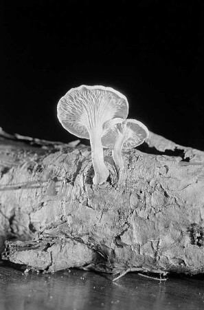 Pilze an einem Baumstück
