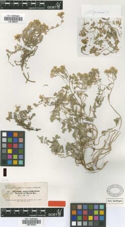 Alyssum argyrophyllum Schott & Kotschy [type]