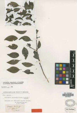 Schoepfia marchii Griseb.