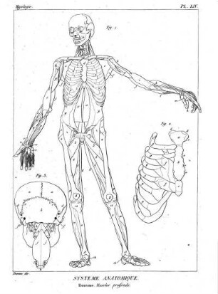 Pl. LIV. Systême Anatomique. Homme. Muscles profonds.