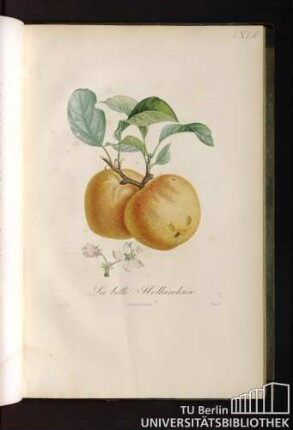 La belle hollandaise.