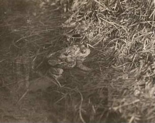 Erdkröte (Bufo bufo-Komplex) gepaart im Wasser
