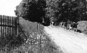 Triebischtal-Taubenheim. Heimkehrende Herde, an der Triebischbrücke Richtung Lampersdorf