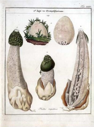 2e Tafel der Stempelschwämme