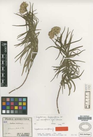 Eupatorium ensifolium Griseb. [type]