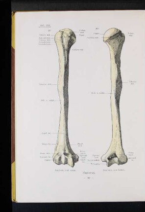 Humerus.