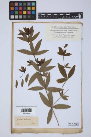 Galium rubioides L.